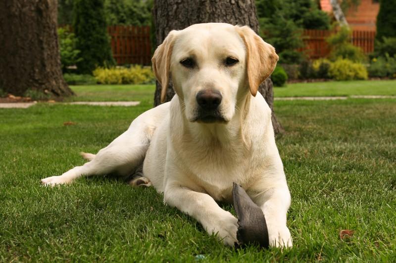 vétérinaire ostéopathe canin